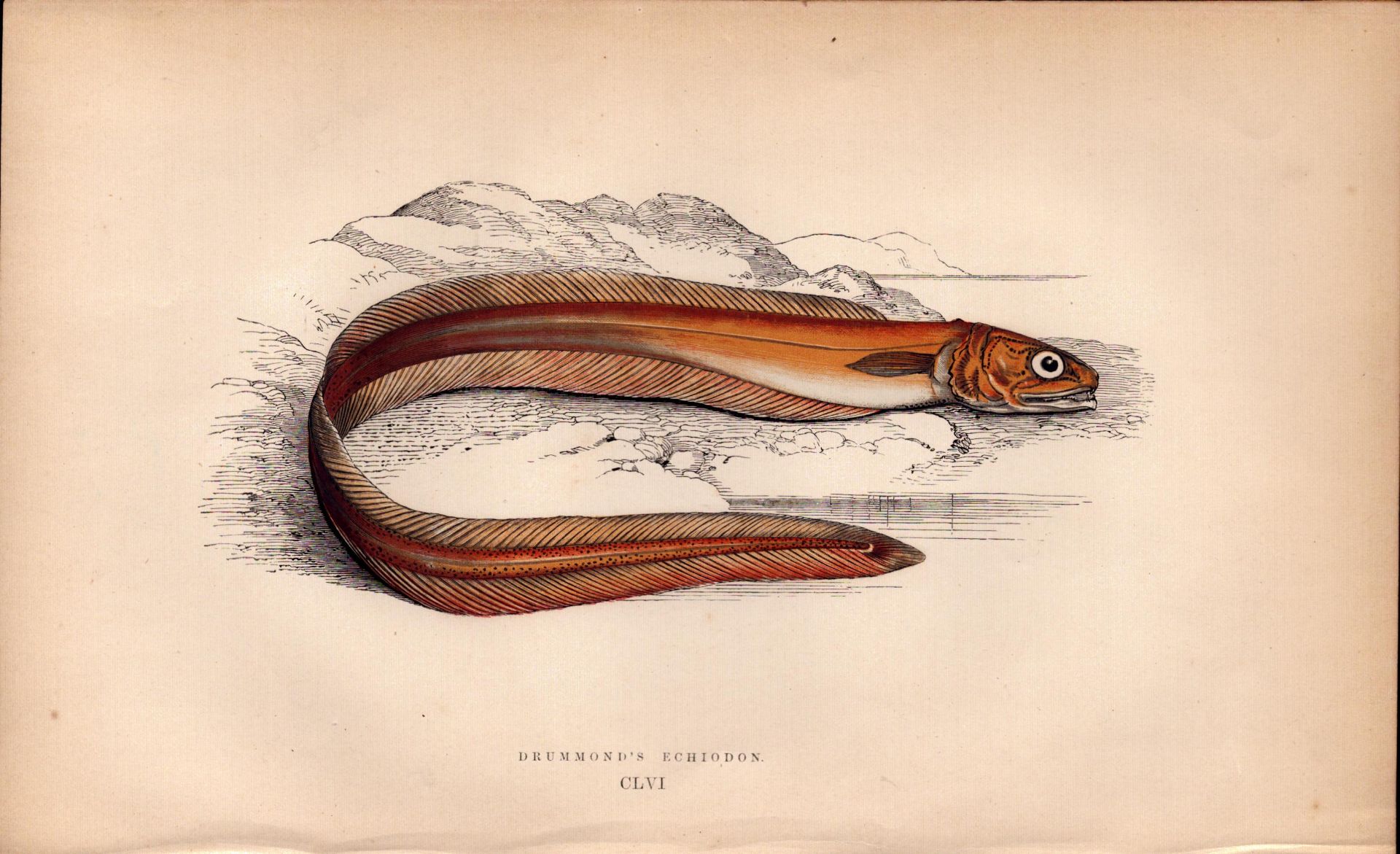 Drummond’s Echiodon Antique Johnathan Couch Coloured Fish Engraving.