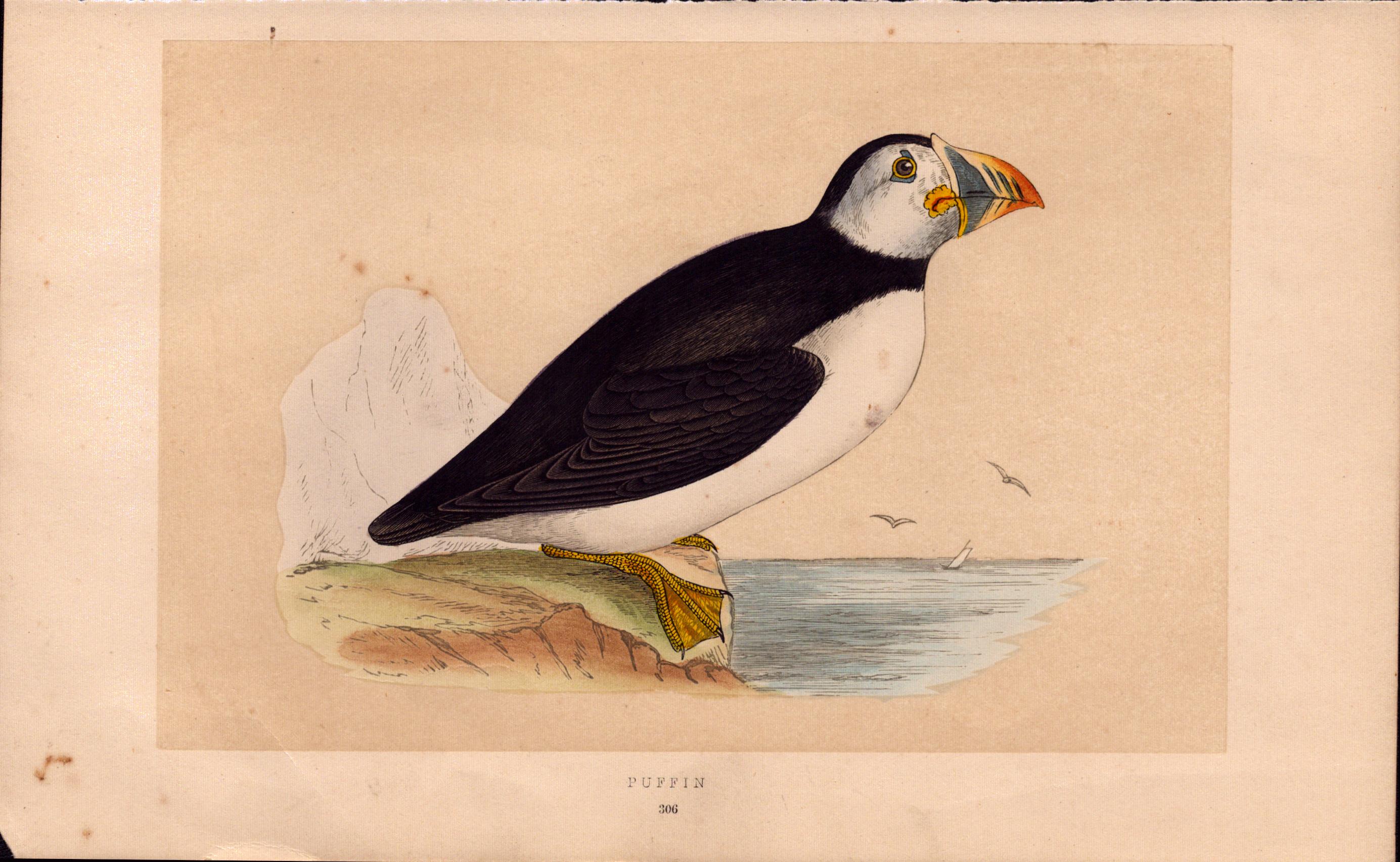 Puffin Rev Morris Antique 1857 History of British Birds Engraving.