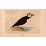 Puffin Rev Morris Antique 1857 History of British Birds Engraving.