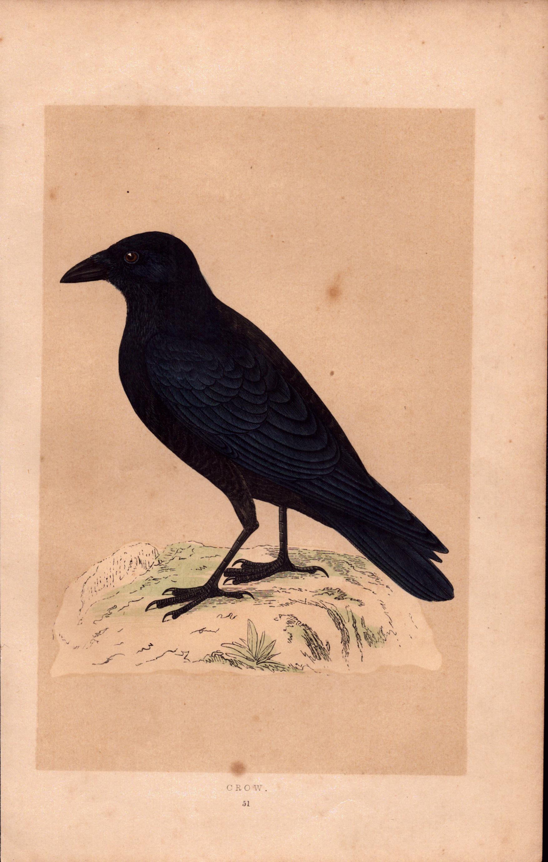 Crow Rev Morris Antique History of British Birds Engraving.
