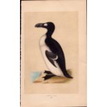 Great Auk Rev Morris Antique 1857 History of British Birds Engraving.