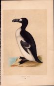 Great Auk Rev Morris Antique 1857 History of British Birds Engraving.