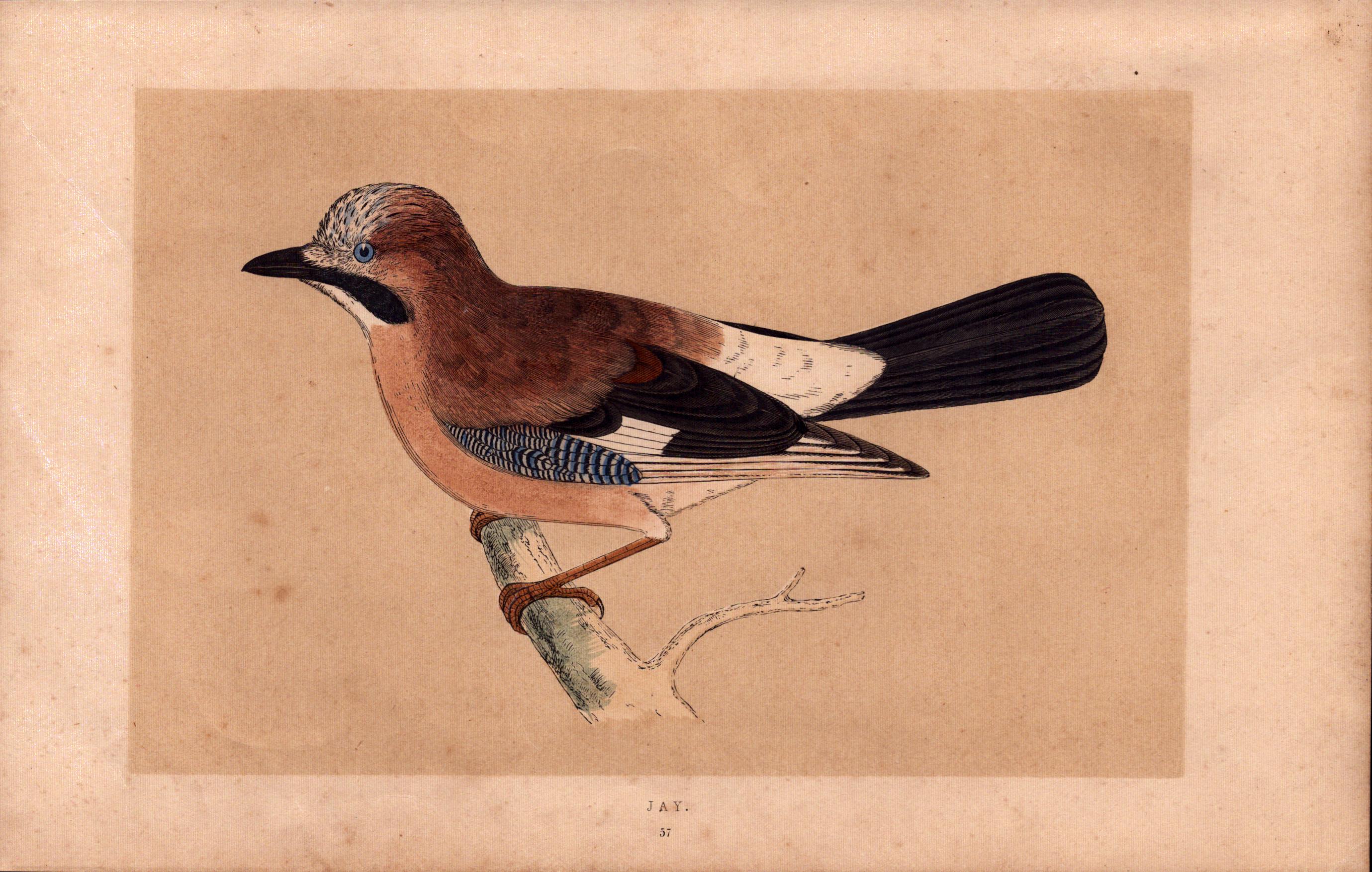 Jay Rev Morris Antique History of British Birds Engraving.