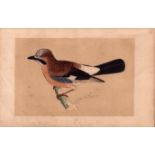 Jay Rev Morris Antique History of British Birds Engraving.