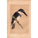 Belted Kingfisher Rev Morris Antique History of British Birds Engraving.