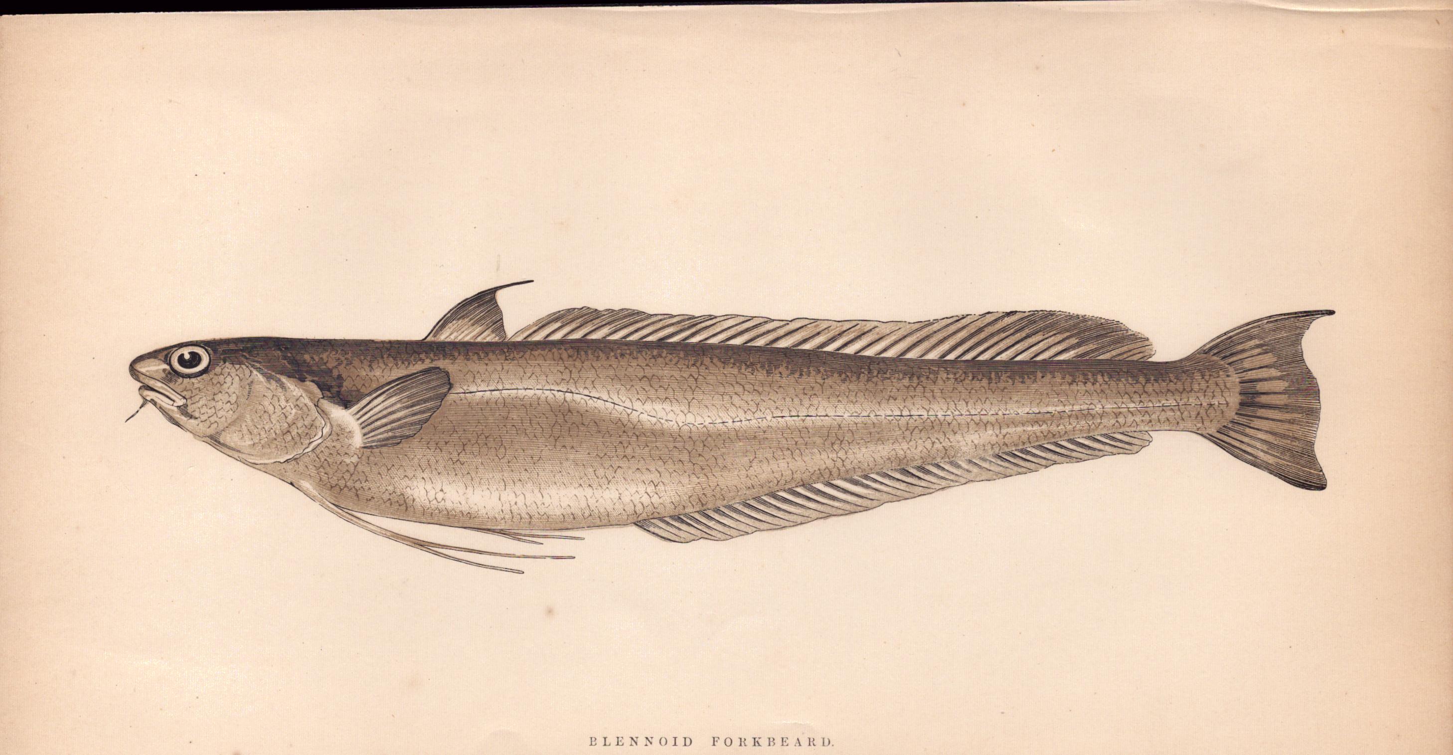 Blennoid Forkbeard 1868 Antique Johnathan Couch Coloured Fish Engraving.