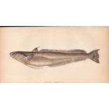 Blennoid Forkbeard 1868 Antique Johnathan Couch Coloured Fish Engraving.