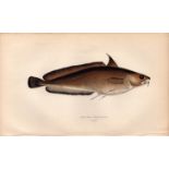 Greater Forkbeard Antique Johnathan Couch Coloured Fish Engraving.