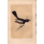 Pied Flycatcher Rev Morris Antique History of British Birds Engraving.