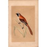 Bearded Tit Rev Morris Antique History of British Birds Engraving.