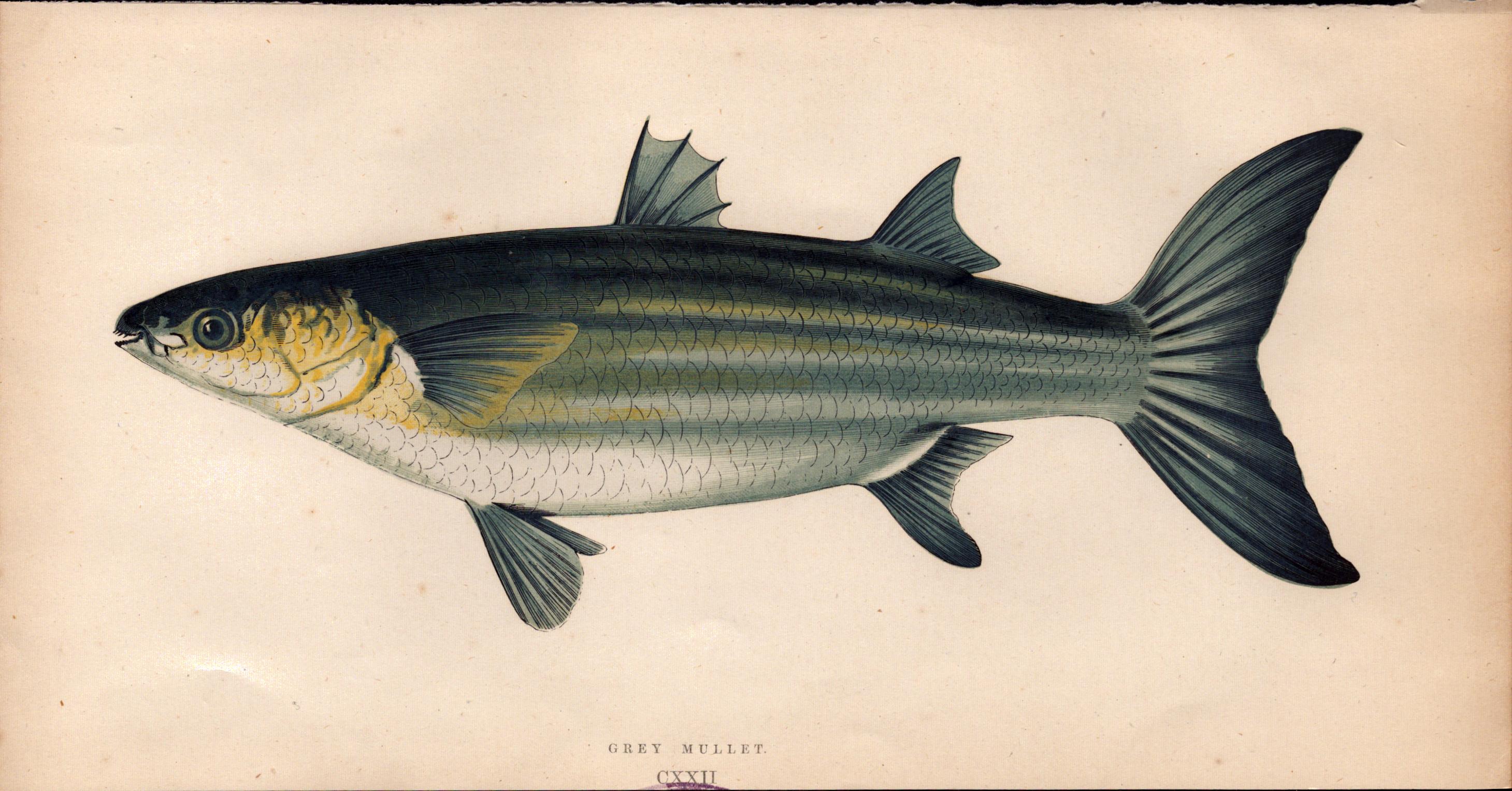 Grey Mullet 1869 Antique Johnathan Couch Coloured Fish Engraving.