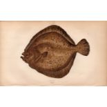 Turbot Antique Johnathan Couch Coloured Fish Engraving.