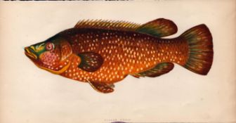 Ballan Wrass 1868 Antique Johnathan Couch Coloured Fish Engraving.