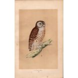 Little Owl Rev Morris Antique History of British Birds Engraving.