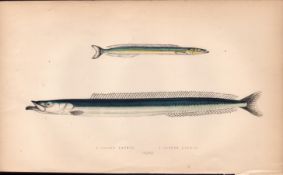 Larger & Lesser Launce Antique Johnathan Couch Coloured Fish Engraving.