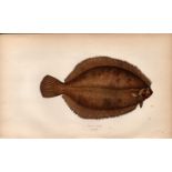 Smear Dab Antique Johnathan Couch Coloured Fish Engraving.