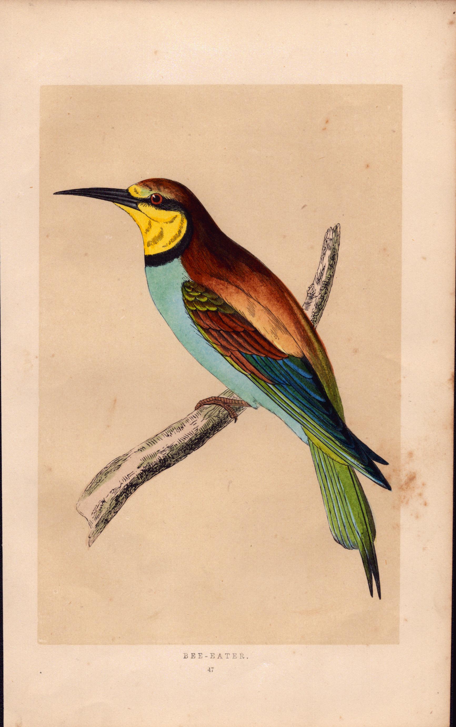 Bee-Eater Rev Morris Antique History of British Birds Engraving.