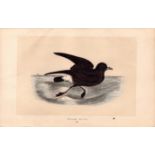 Stormy Petrel Rev Morris Antique History of British Birds Engraving.