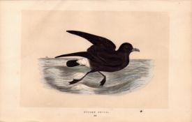 Stormy Petrel Rev Morris Antique History of British Birds Engraving.