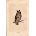 Mottled Owl Rev Morris Antique History of British Birds Engraving.
