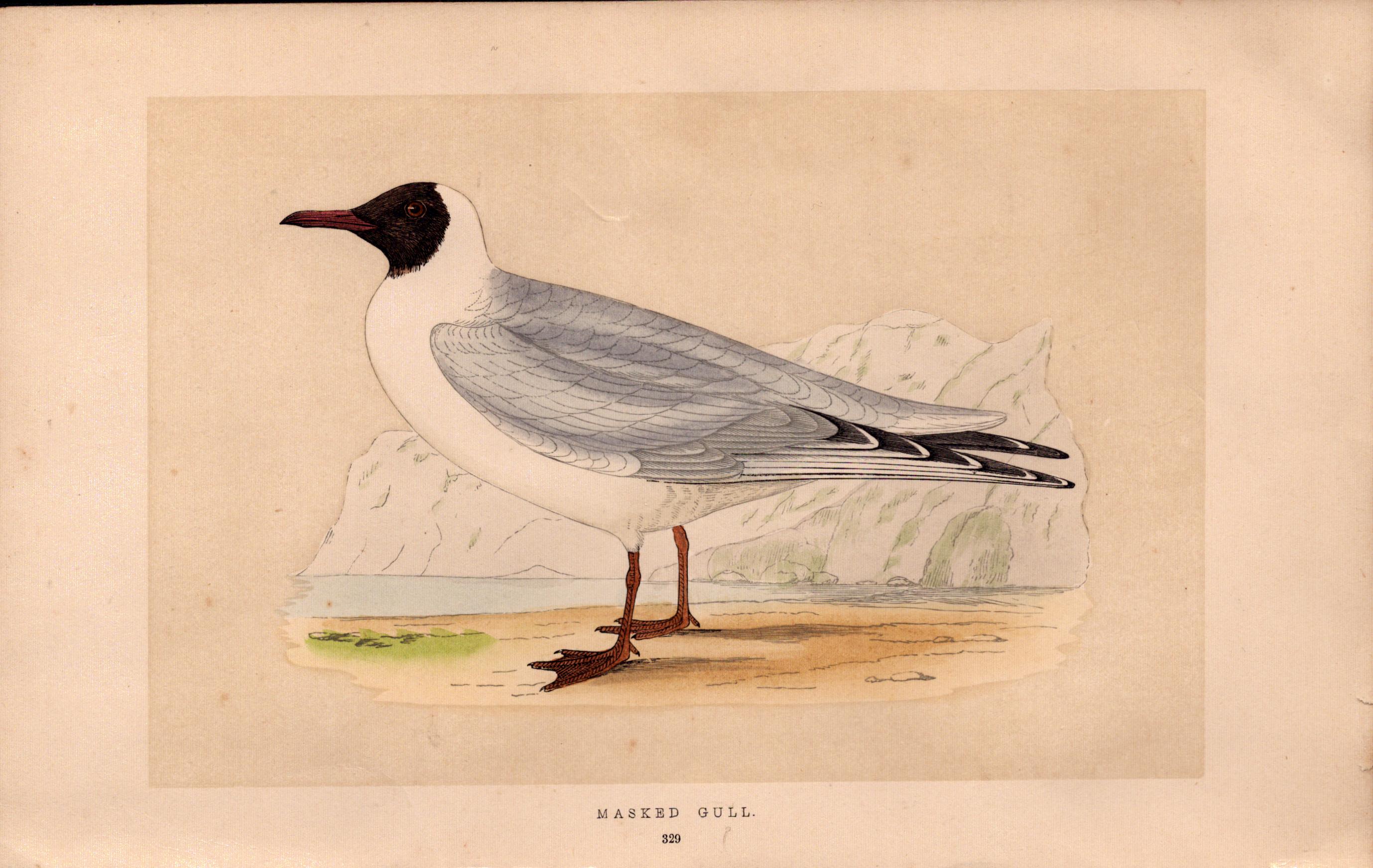 Masked Gull Rev Morris Antique 1857 History of British Birds Engraving.