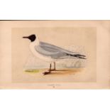 Masked Gull Rev Morris Antique 1857 History of British Birds Engraving.