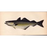 Coalfish 1868 Antique Johnathan Couch Coloured Fish Engraving.