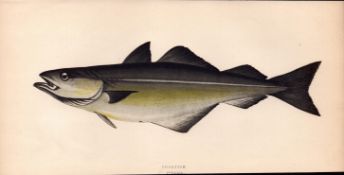 Coalfish 1868 Antique Johnathan Couch Coloured Fish Engraving.