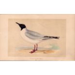 Bonaparte’s Gull Rev Morris Antique History of British Birds Engraving. This Chromolithographic E...