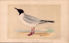 Bonaparte’s Gull Rev Morris Antique History of British Birds Engraving. This Chromolithographic E...
