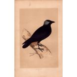 Jackdaw Rev Morris Antique History of British Birds Engraving.