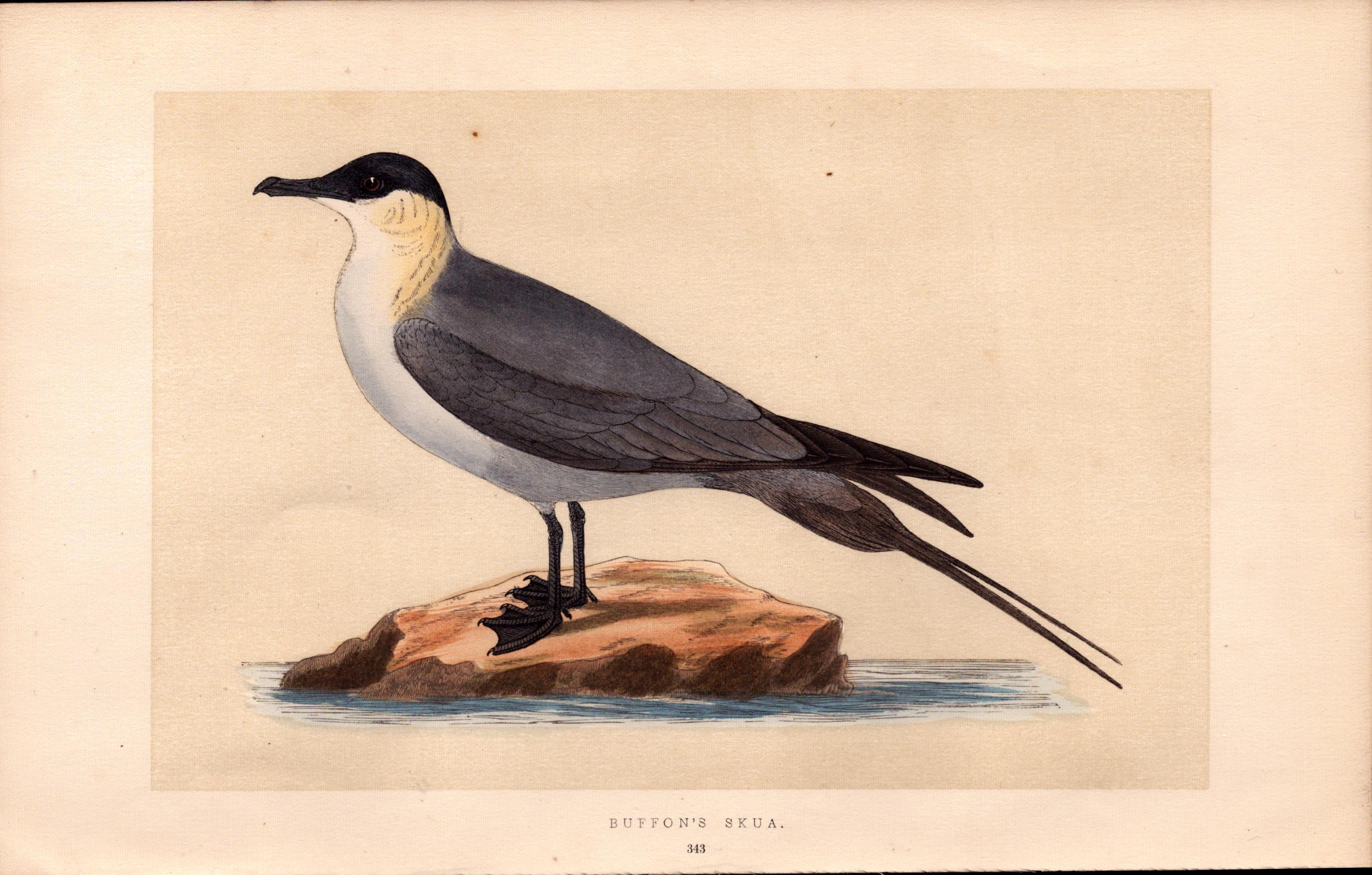 Buffon’s Skua Rev Morris Antique History of British Birds Engraving.