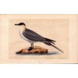 Buffon’s Skua Rev Morris Antique History of British Birds Engraving.