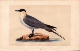 Buffon’s Skua Rev Morris Antique History of British Birds Engraving.
