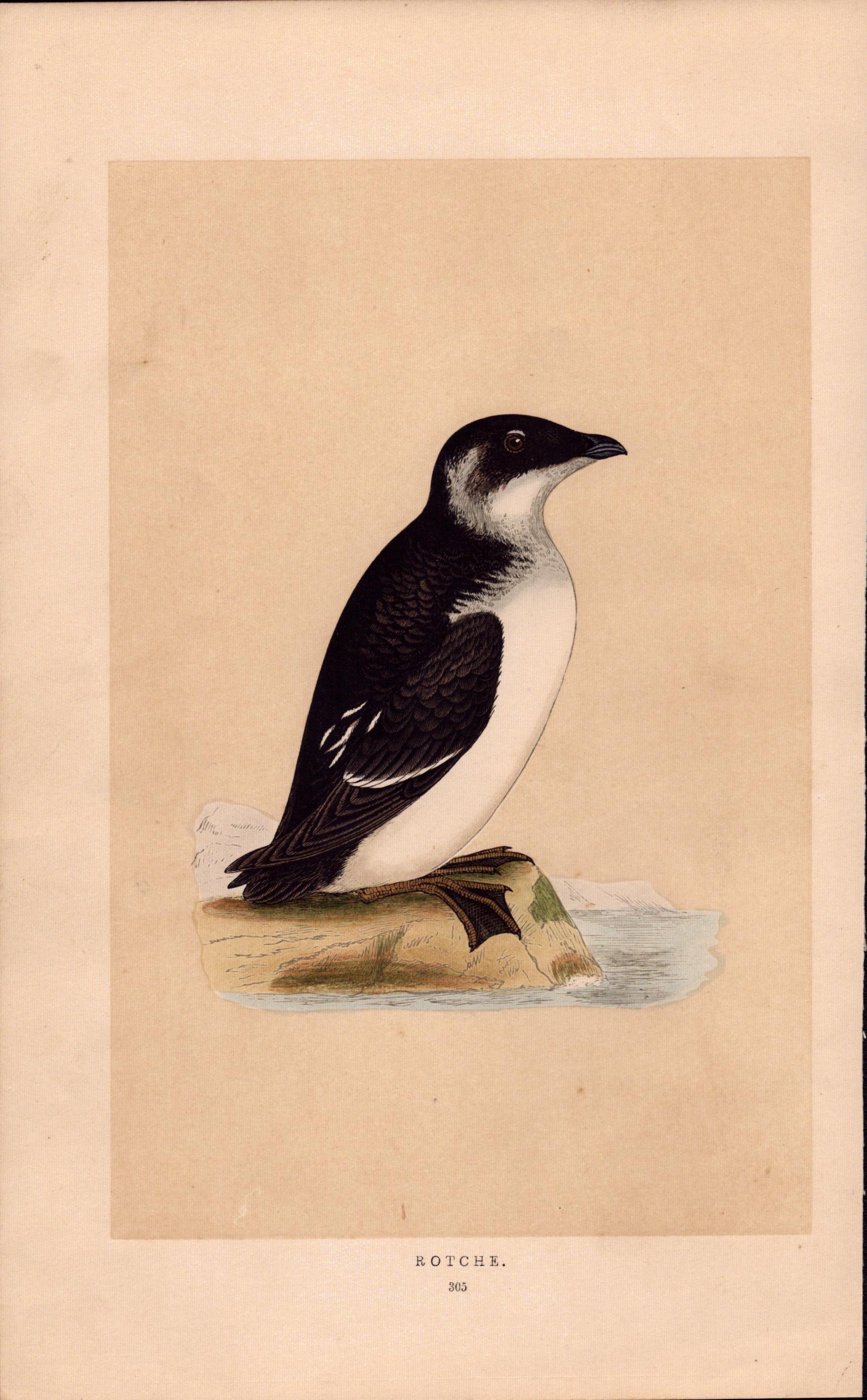 Rotche Rev Morris Antique 1857 History of British Birds Engraving.