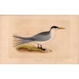 Swift Tern Rev Morris Antique History of British Birds Engraving.