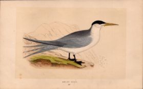Swift Tern Rev Morris Antique History of British Birds Engraving.
