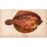 Smear Dab Variety Antique Johnathan Couch Coloured Fish Engraving