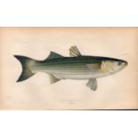Lesser Grey Mullet Antique Johnathan Couch Coloured Fish Engraving.