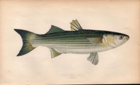 Lesser Grey Mullet Antique Johnathan Couch Coloured Fish Engraving.
