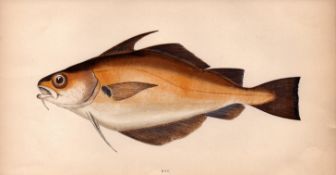 Bib 1868 Antique Johnathan Couch Coloured Fish Engraving.