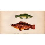 Green & Comber Wrass 1868 Antique Johnathan Couch Coloured Engraving.