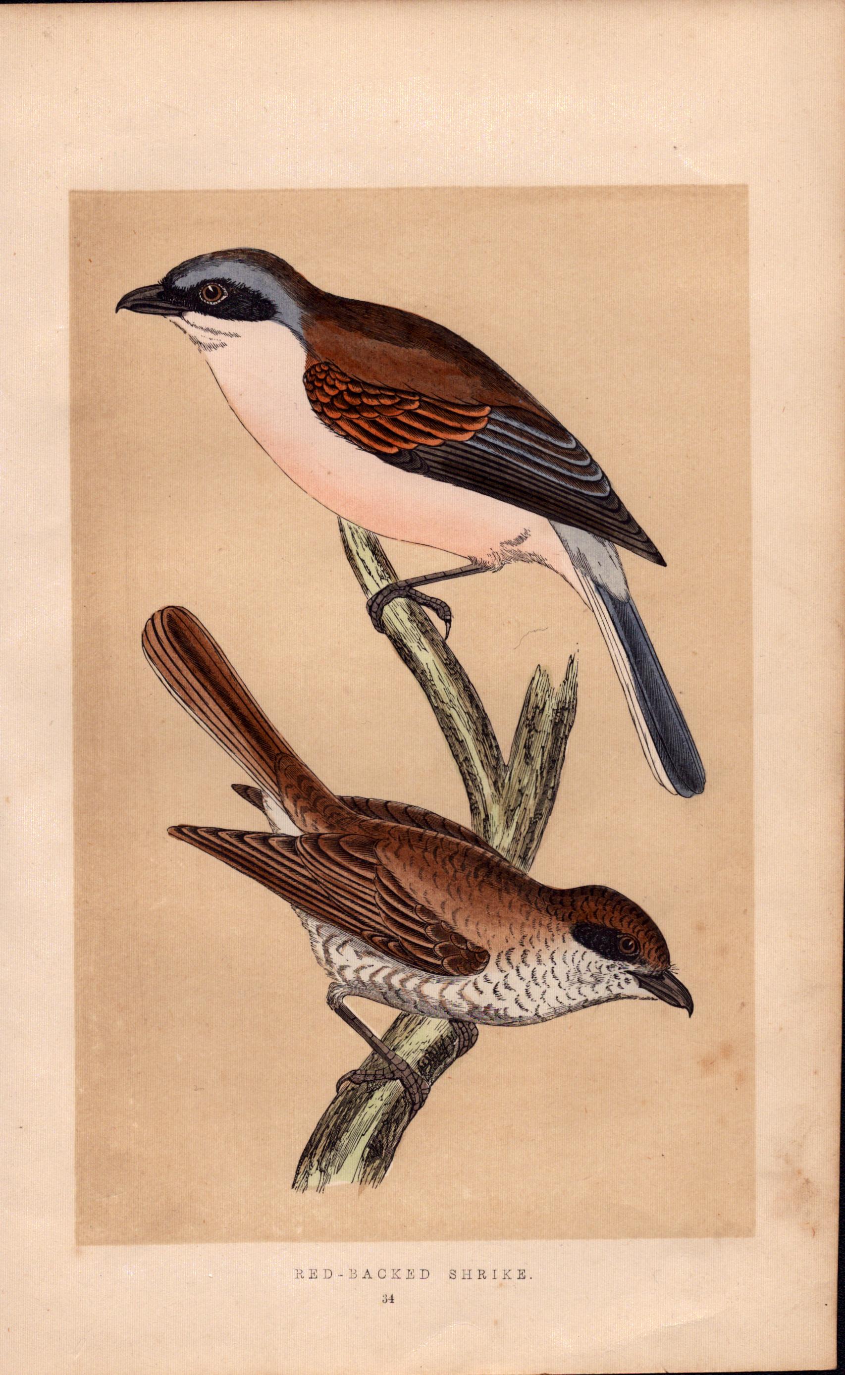 Great Shrike Rev Morris Antique History of British Birds Engraving.