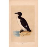 Brunnich’s Guillemot Rev Morris Antique History of British Birds Engraving.