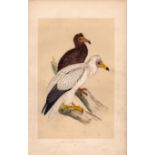 Egyptian Vulture Rev Morris Antique History of British Birds Engraving.