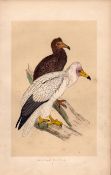 Egyptian Vulture Rev Morris Antique History of British Birds Engraving.