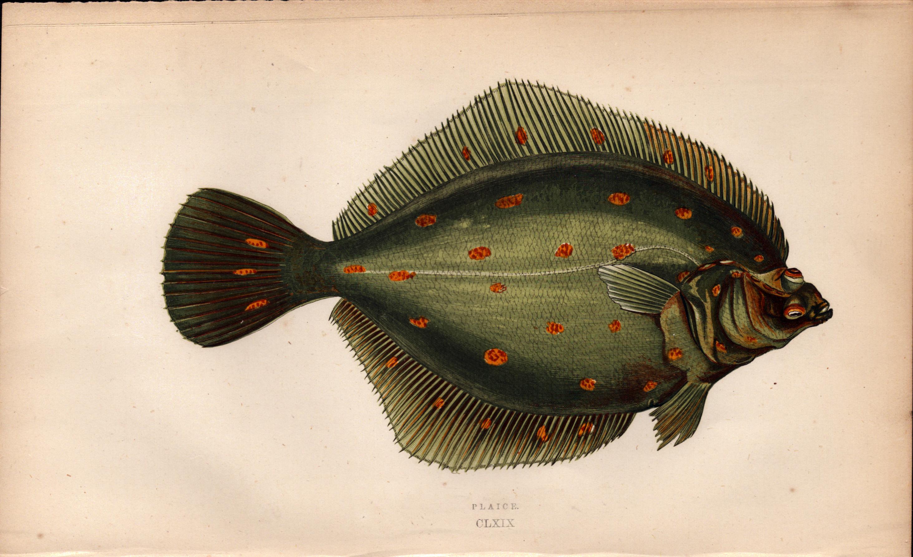 Plaice Antique Johnathan Couch Coloured Fish Engraving.