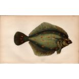 Plaice Antique Johnathan Couch Coloured Fish Engraving.