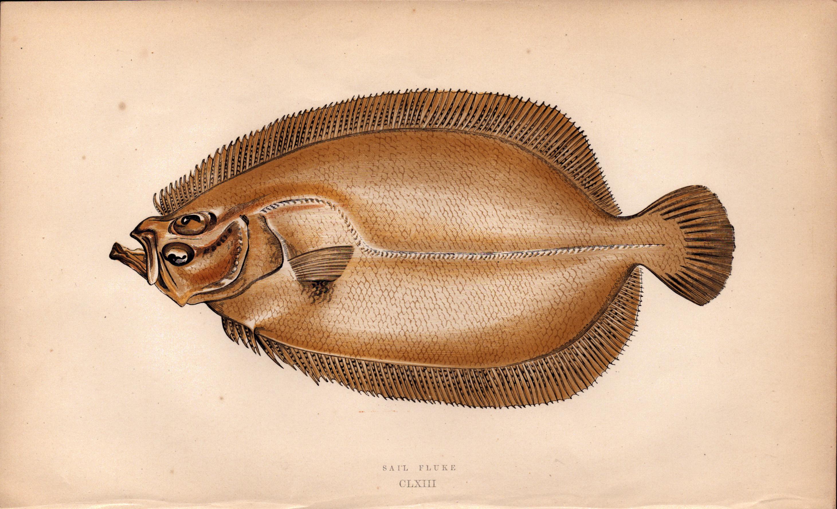 Sail Fluke Antique Johnathan Couch Coloured Fish Engraving.