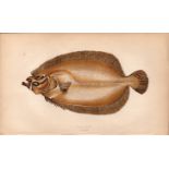 Sail Fluke Antique Johnathan Couch Coloured Fish Engraving.